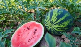 夏天免费吃瓜视频